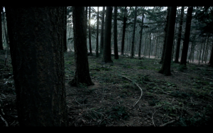tree POV 1